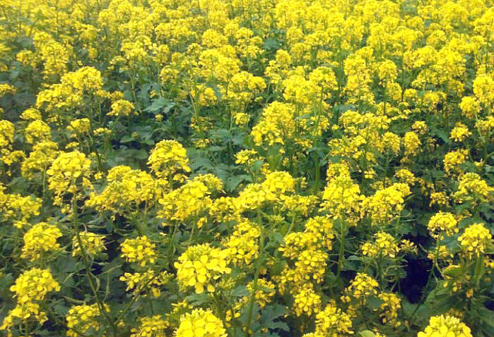 Горчица в домашних условиях из порошка &mdash; как сделать, виды горчицы, польза, противопоказания