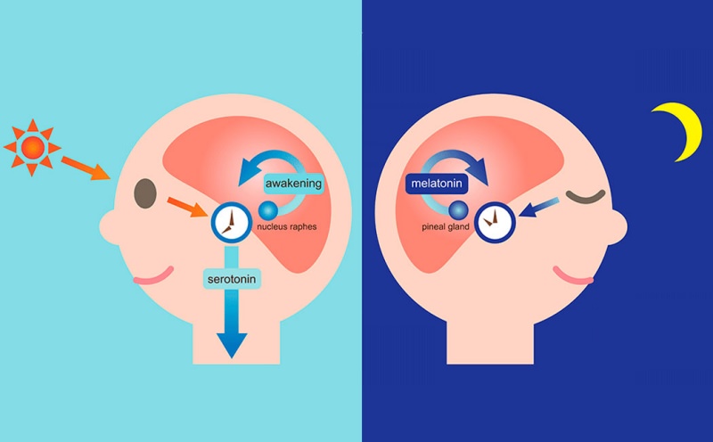 Гормон сна мелатонин и его применение, противопоказания