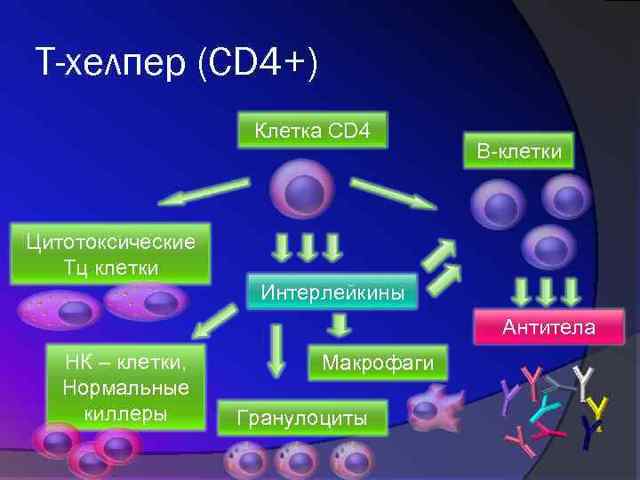 Говорит ли о наличии вич повышенный уровень лейкоцитов?