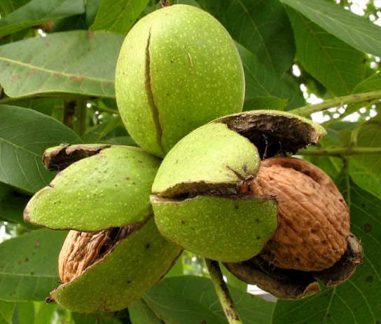 Грецкий орех: польза и вред, применение настойки зеленого грецкого ореха