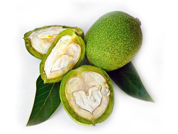 Грецкий орех: польза и вред, применение настойки зеленого грецкого ореха