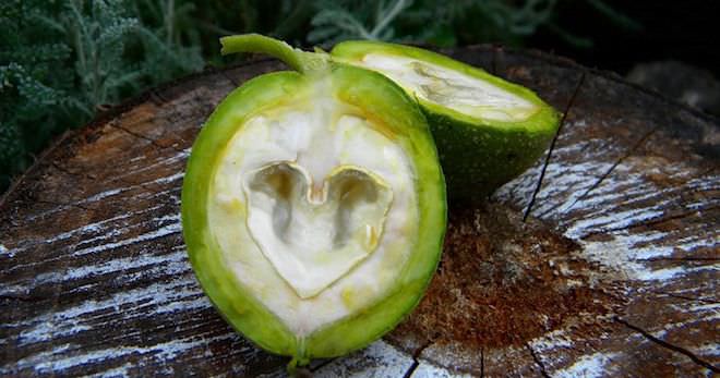 Грецкий орех: польза и вред, применение настойки зеленого грецкого ореха