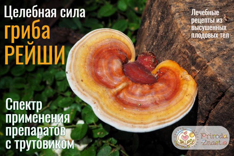 Гриб рейши: применение и полезные свойства