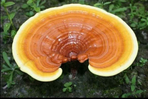 Гриб рейши: применение и полезные свойства