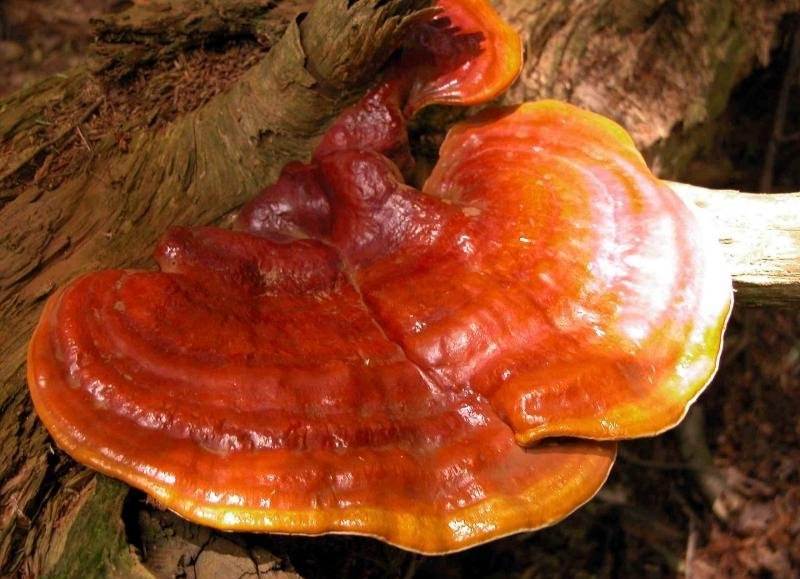 Гриб рейши: применение и полезные свойства