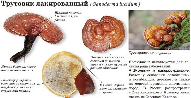 Гриб рейши: применение и полезные свойства