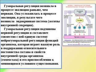 Гуморальная и нервная регуляция функций организма