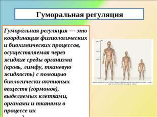 Гуморальная и нервная регуляция функций организма