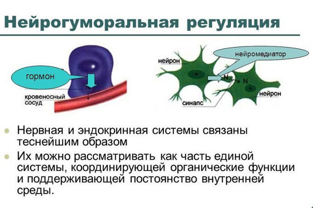 Гуморальная и нервная регуляция функций организма