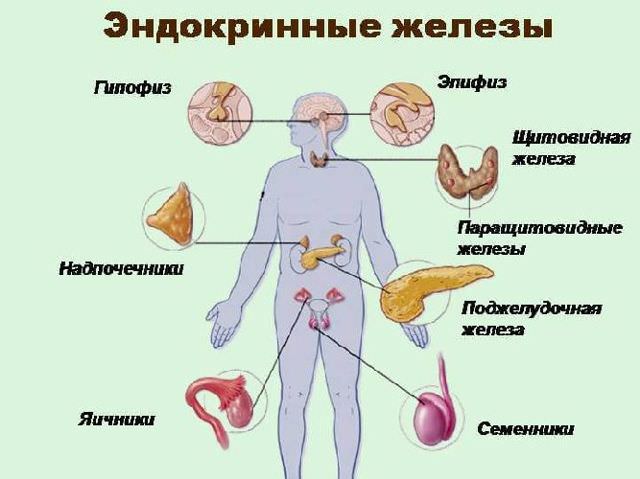 Гуморальная и нервная регуляция функций организма