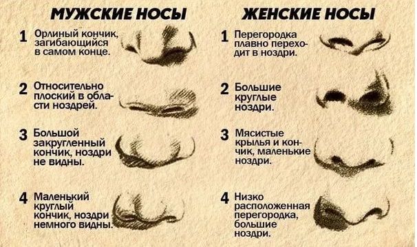 Характер и форма носа взаимосвязаны?