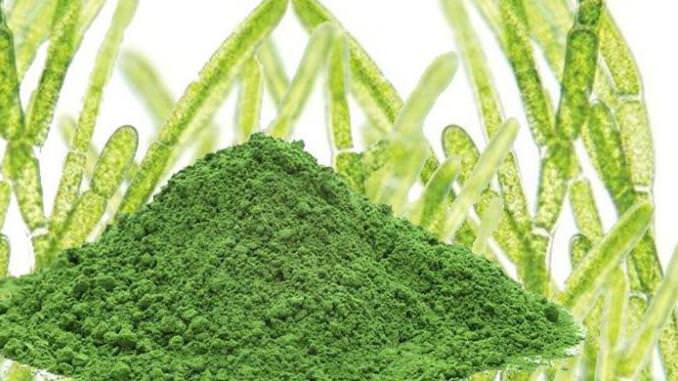 Хлорелла — полезные свойства и противопоказания супер-еды