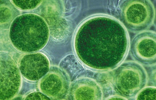 Хлорелла — полезные свойства и противопоказания супер-еды