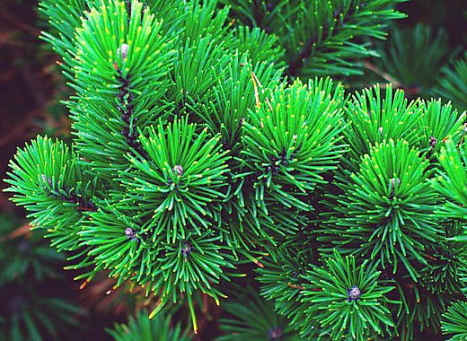 Хвоя сосны: полезные свойства и противопоказания, лечение сосновыми иголками