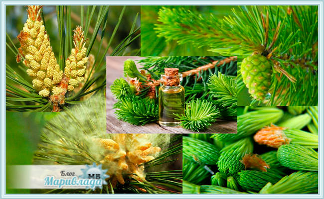 Хвоя сосны: полезные свойства и противопоказания, лечение сосновыми иголками