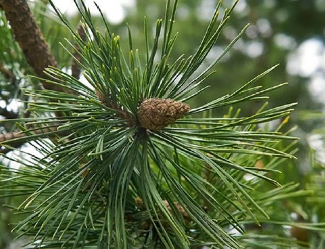 Хвоя сосны: полезные свойства и противопоказания, лечение сосновыми иголками