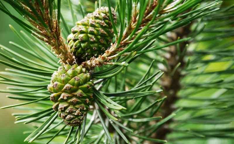 Хвоя сосны: полезные свойства и противопоказания, лечение сосновыми иголками
