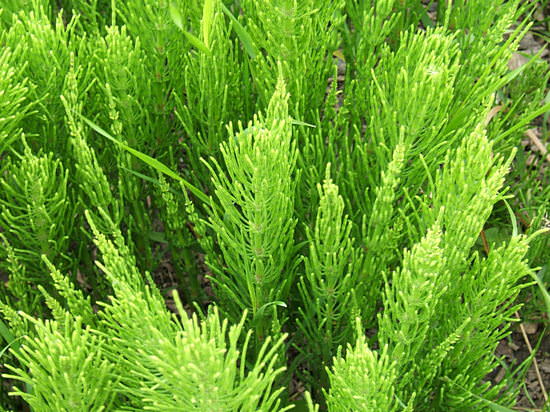 Хвощ полевой – полезные свойства и противопоказания, применение