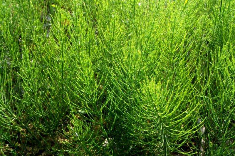 Хвощ полевой – полезные свойства и противопоказания, применение