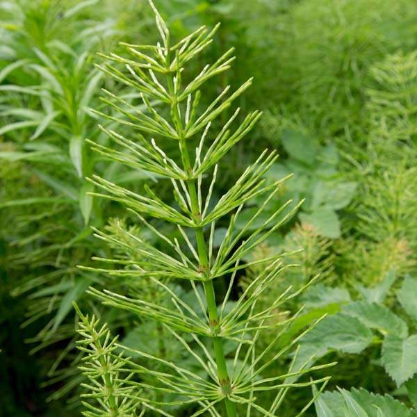 Хвощ полевой – полезные свойства и противопоказания, применение