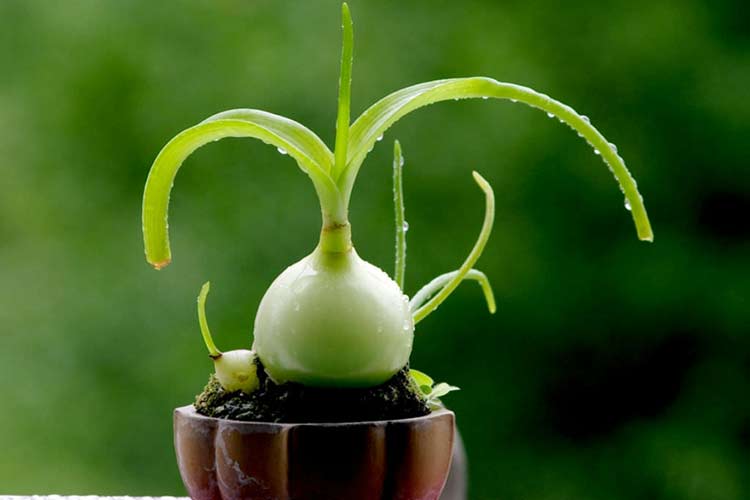 Индийский лук — лечебные свойства и применение в народной медицине