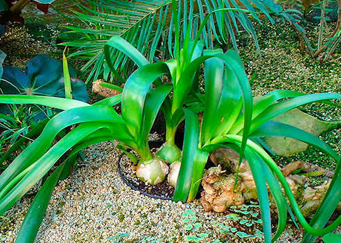 Индийский лук — лечебные свойства и применение в народной медицине