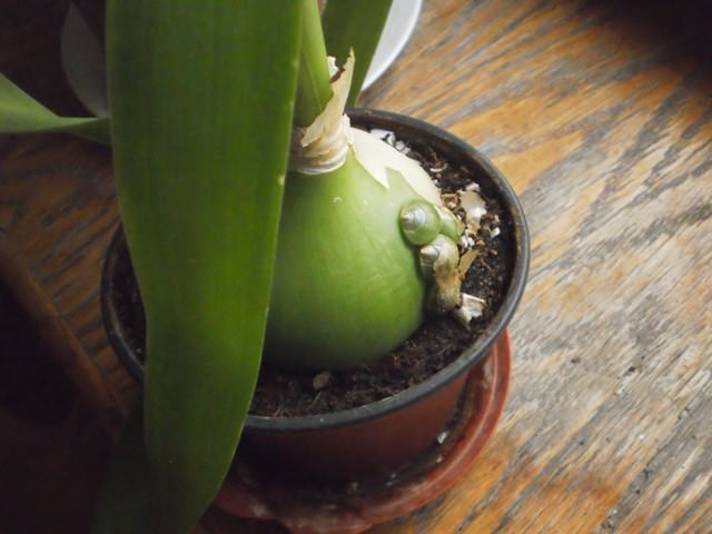 Индийский лук — лечебные свойства и применение в народной медицине