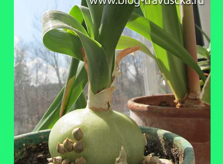 Индийский лук — лечебные свойства и применение в народной медицине