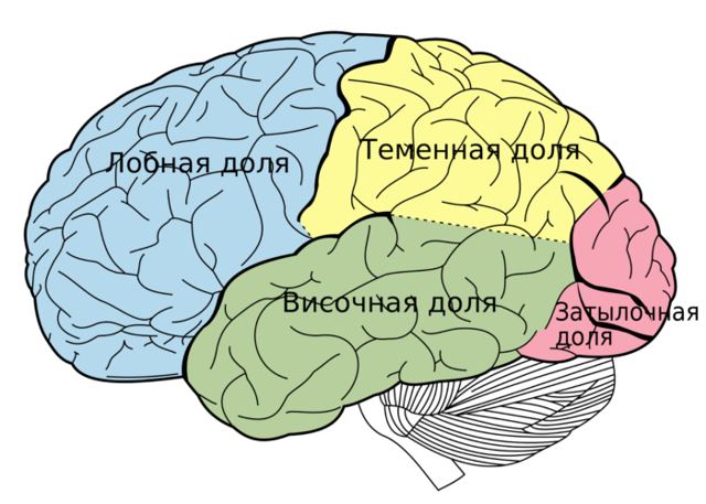 Инсульт: симптомы и признаки, причины развития, виды, как вести себя после инсульта