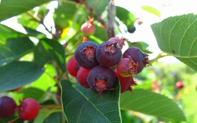 Ирга &mdash; полезные свойства и противопоказания ягоды, применение
