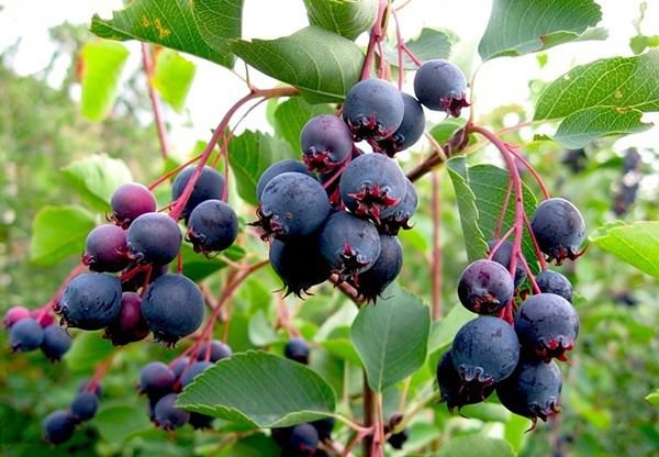 Ирга &mdash; полезные свойства и противопоказания ягоды, применение