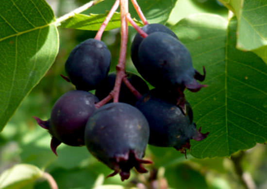 Ирга &mdash; полезные свойства и противопоказания ягоды, применение