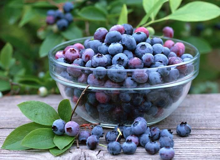 Ирга &mdash; полезные свойства и противопоказания ягоды, применение