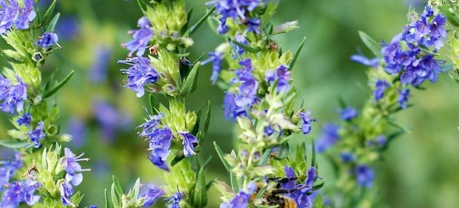 Иссоп &mdash; лечебные свойства и противопоказания травы и эфирного масла