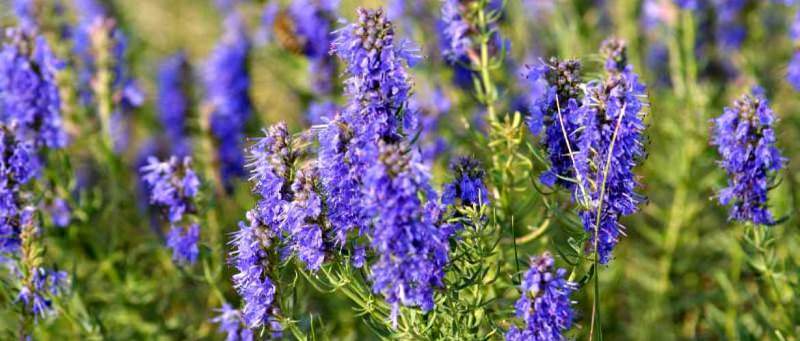 Иссоп &mdash; лечебные свойства и противопоказания травы и эфирного масла