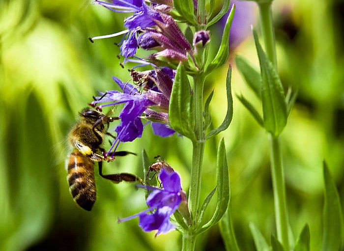 Иссоп &mdash; лечебные свойства и противопоказания травы и эфирного масла