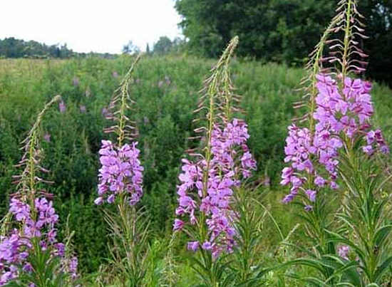 Иван-чай (кипрей): полезные свойства и противопоказания, как заваривать и пить копорский чай