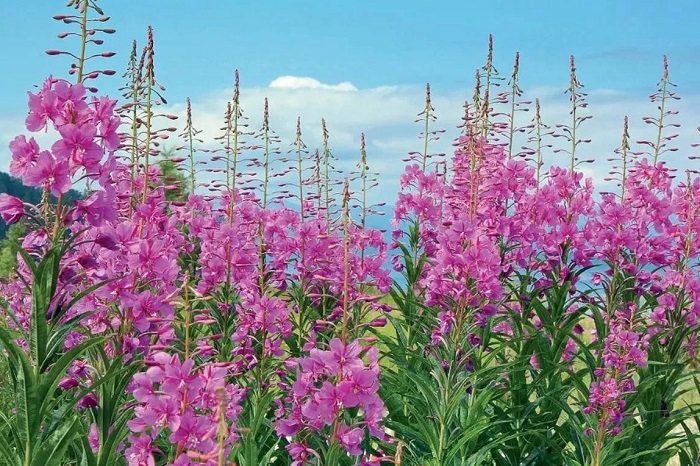 Иван-чай (кипрей): полезные свойства и противопоказания, как заваривать и пить копорский чай