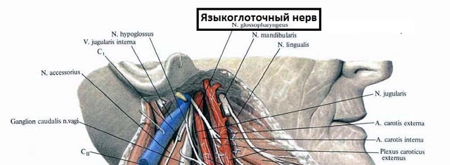 Языкоглоточный нерв и симптомы его поражения, лечение