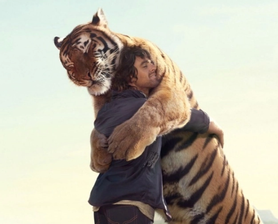 К чему снится тигр — толкование для женщины и мужчины