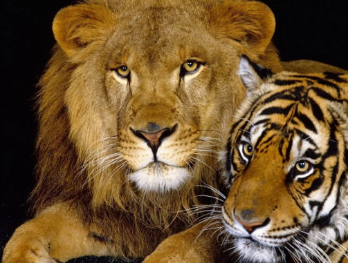К чему снится тигр — толкование для женщины и мужчины