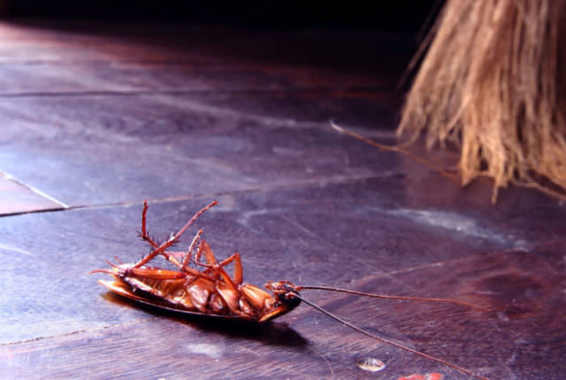 К чему снятся тараканы женщине, мужчине — точное толкование