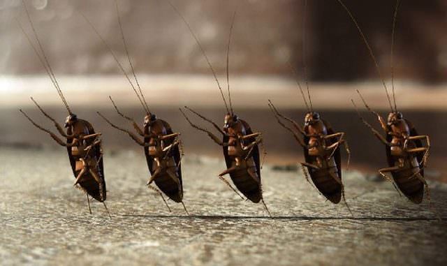 К чему снятся тараканы женщине, мужчине — точное толкование