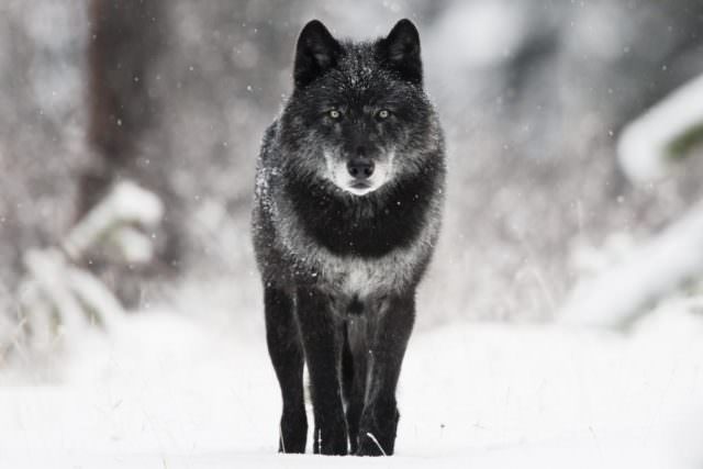 К чему снятся волки — самое полное толкование