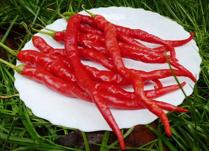 Кайенский перец чили — что это, свойства, польза и вред для организма