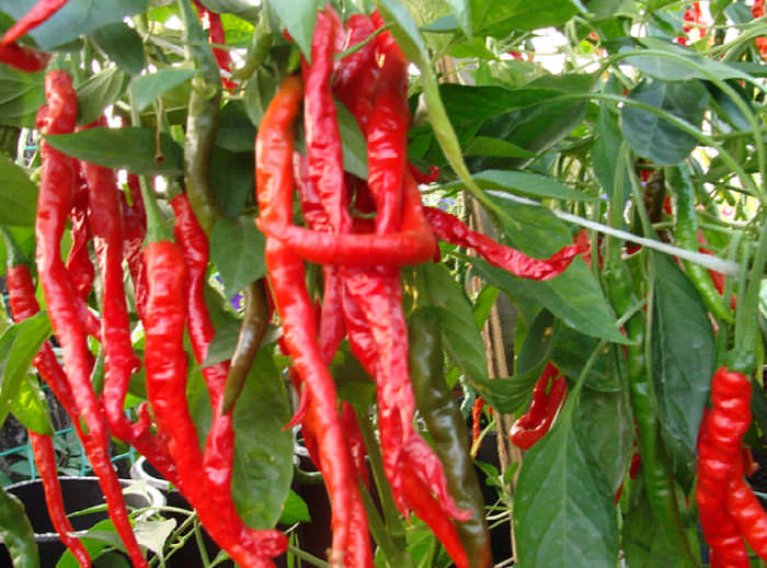 Кайенский перец чили — что это, свойства, польза и вред для организма