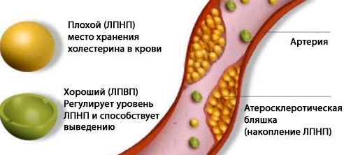 Как часто можно есть яйца, сколько куриных яиц в день можно есть