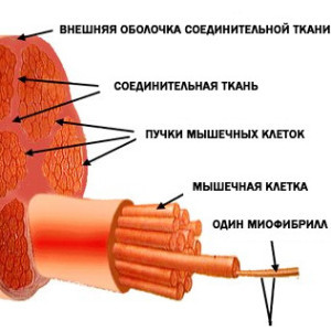 Как избавиться от боли в мышцах после тренировки и чем может быть вызвана боль