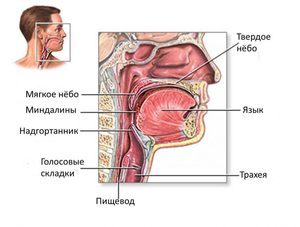 Как лечить кашель ребенка при трахеите?