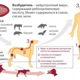 Как передается бешенство, можно ли заразиться без укуса, через царапину от человека